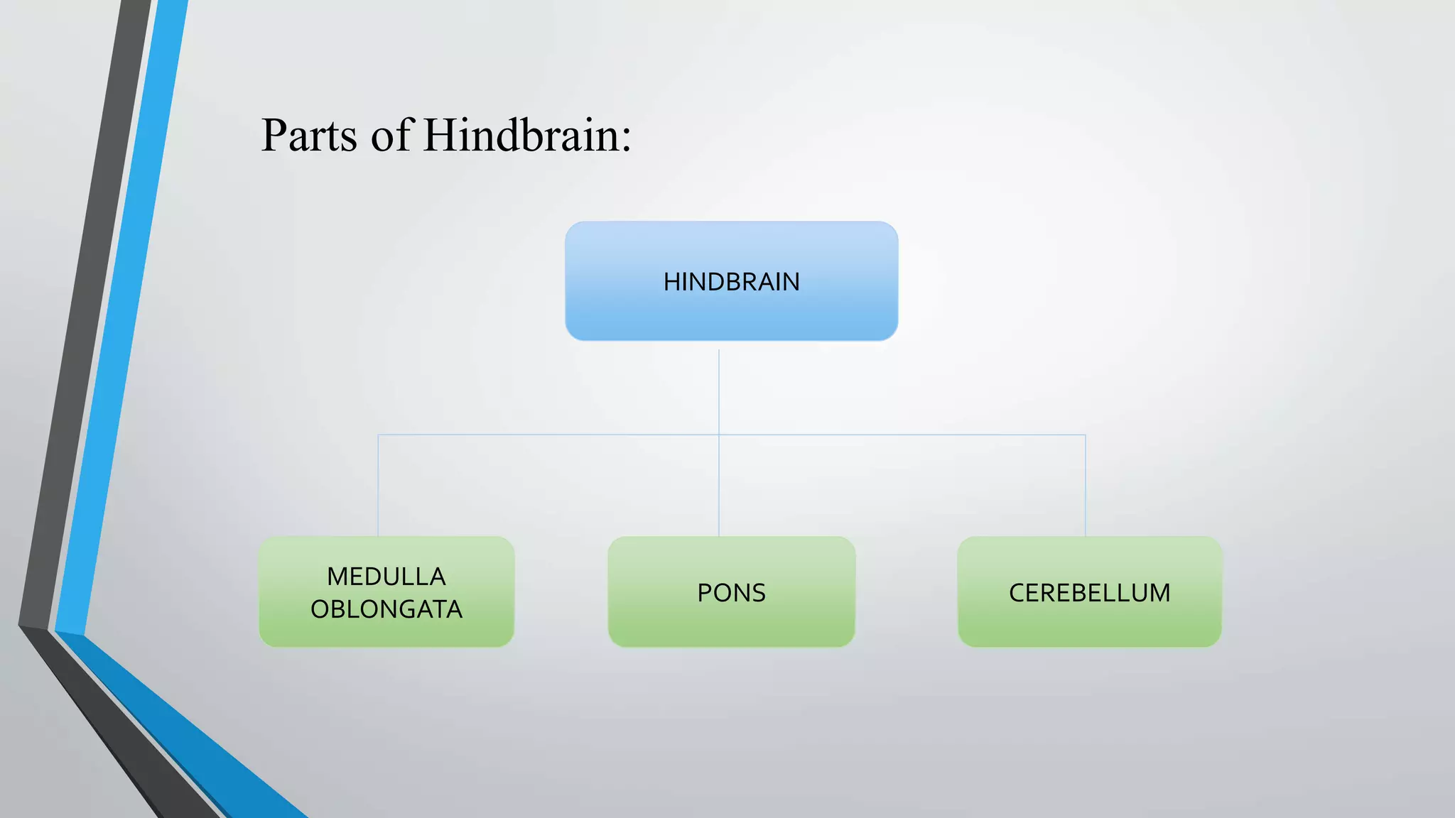 Parts of Hindbrain:
HINDBRAIN
MEDULLA
OBLONGATA
PONS CEREBELLUM
 
