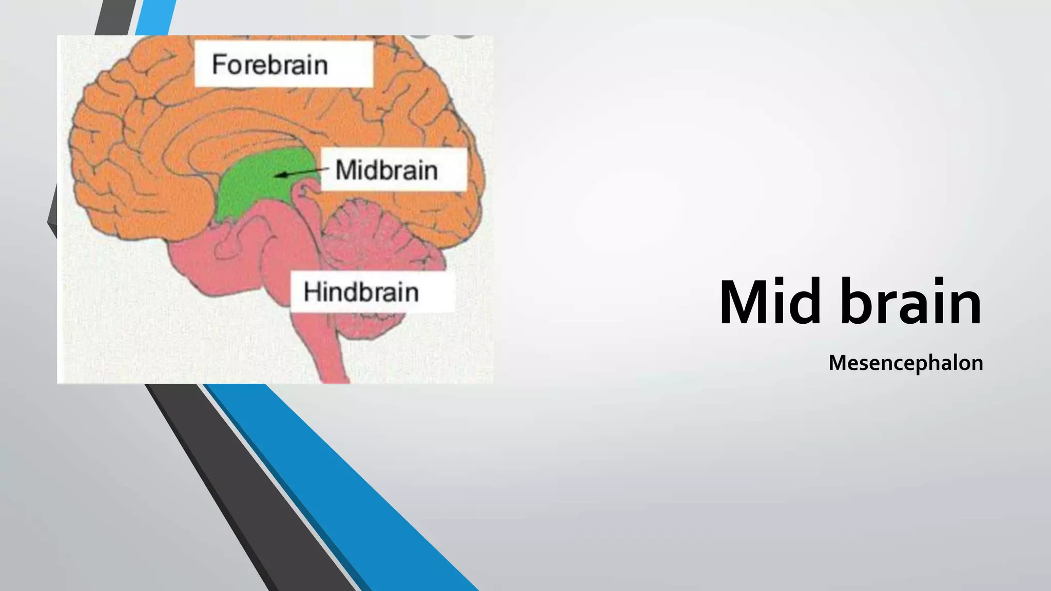 Mid brain
Mesencephalon
 