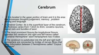 Cerebrum
• 1 It is located in the upper portion of brain and it is the area
that processes thoughts,judgement, memory , problem
solving and language
• 2 Cerebral Cortex- Its is the superficial layer of the cerebrum.
Its thickness varies from 1.5mm to 4mm, conatins neurons,
neural nets and bundles of axon
• 3 The most prominent fissure,the longitutional fissure,
sperates the cerebrum into right and left halves called
“ Cerebral Hemisphere” each hempisphere has 4 lobes
• 4 The cerebrum is subdivided into the left and right both
hemisphere are connected by bridge of nerves fibres that
relay information between 2 hemispheres called “Corpus
Collosum”
 