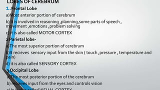LOBES OF CEREBRUM
1.Frontal Lobe
a)Most anterior portion of cerebrum
b) It is involved in reasoning ,planning,some parts of speech ,
movement ,emotions ,problem solving
c) it is also called MOTOR CORTEX
2 Parietal lobe-
a)The most superior portion of cerebrum
b)It recieves sensory input from the skin ( touch ,pressure , temperature and
pain)
d) it is also called SENSORY CORTEX
3 Occipital Lobe
a)The most posterior portion of the cerebrum
b) recieves input from the eyes and controls vision
 
