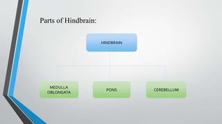 Parts of Hindbrain:
HINDBRAIN
MEDULLA
OBLONGATA
PONS CEREBELLUM
 