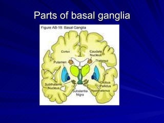Parts of basal ganglia 