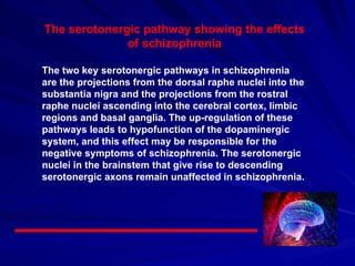 The serotonergic pathway showing the effects of schizophrenia The two key serotonergic pathways in schizophrenia are the projections from the dorsal raphe nuclei into the substantia nigra and the projections from the rostral raphe nuclei ascending into the cerebral cortex, limbic regions and basal ganglia. The up-regulation of these pathways leads to hypofunction of the dopaminergic system, and this effect may be responsible for the negative symptoms of schizophrenia. The serotonergic nuclei in the brainstem that give rise to descending serotonergic axons remain unaffected in schizophrenia. 