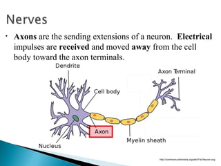 The brain and nervous system(1) | PPT