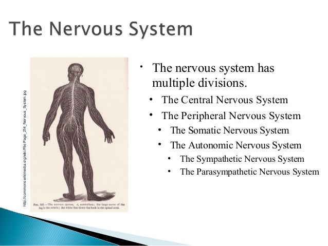 the brain and nervous system 1 central nervous system vs peripheral nervous system venn diagram
