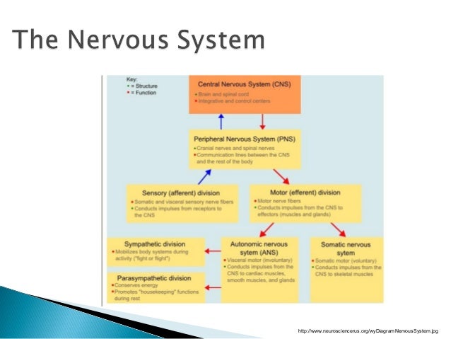 the brain and nervous system 1 central nervous system vs peripheral nervous system venn diagram