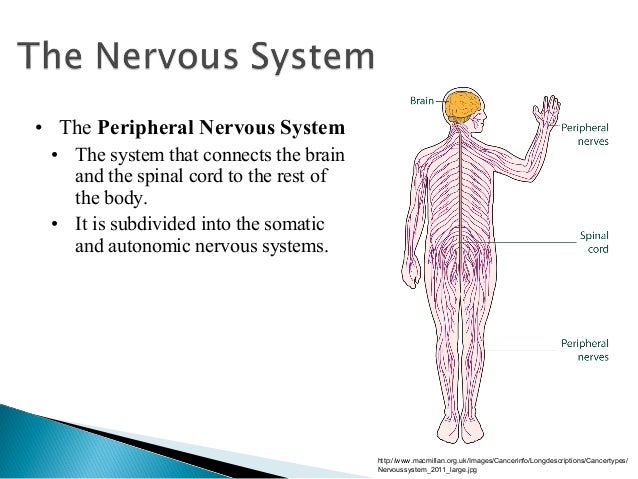 the brain and nervous system 1 central nervous system vs peripheral nervous system venn diagram