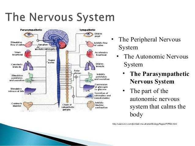 the brain and nervous system 1 central nervous system vs peripheral nervous system venn diagram