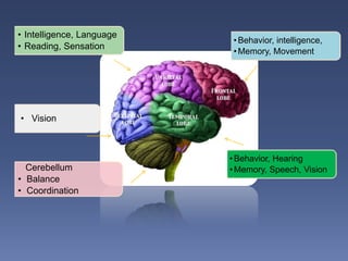 The brain and the art | PPTX