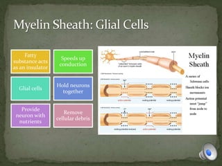 Fatty
substance acts
as an insulator
Speeds up
conduction
Glial cells
Hold neurons
together
Provide
neuron with
nutrients
Remove
cellular debris
 
