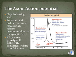  Negative resting
state
 Potassium and
Sodium ions switch
places which
releases
neurotransmitters at
the synaptic cleft
 All or none
principle: If
sufficiently
stimulated, will fire
to its full extent
 