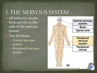  All behavior results
from activity in the
cells of the nervous
system
 Two divisions:
 Central nervous
system
 Peripheral nervous
system
 