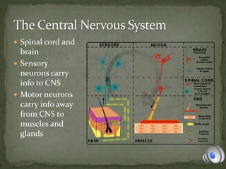  Spinal cord and
brain
 Sensory
neurons carry
info to CNS
 Motor neurons
carry info away
from CNS to
muscles and
glands
 