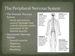  The Somatic Nervous
System
 Sends and receives
sensory messages that
control voluntary motor
movement of the
skeletal muscles
 Autonomic Nervous
System
 Smooth muscles
 Digestion
 Heart rate
 Breathing
 