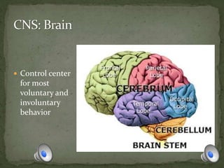  Control center
for most
voluntary and
involuntary
behavior
 