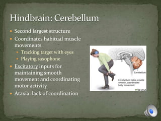  Second largest structure
 Coordinates habitual muscle
movements
 Tracking target with eyes
 Playing saxophone
 Excitatory inputs for
maintaining smooth
movement and coordinating
motor activity
 Ataxia: lack of coordination
 