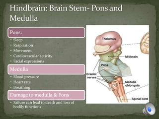 Pons:
• Sleep
• Respiration
• Movement
• Cardiovascular activity
• Facial expressions
Medulla
• Blood pressure
• Heart rate
• Breathing
Damage to medulla & Pons
• Failure can lead to death and loss of
bodily functions
 