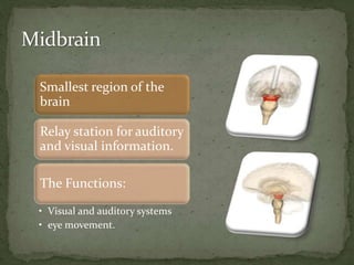 Smallest region of the
brain
Relay station for auditory
and visual information.
The Functions:
• Visual and auditory systems
• eye movement.
 
