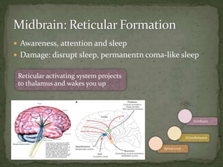  Awareness, attention and sleep
 Damage: disrupt sleep, permanentn coma-like sleep
Spinal cord
Hypothalamus
Forebrain
Reticular activating system projects
to thalamus and wakes you up
 