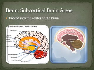  Tucked into the center of the brain
 