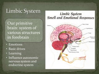 Our primitive
brain: system of
various structures
in forebrain
• Emotions
• Basic drives
• Learning
• Influence autonomic
nervous system and
endocrine system
 