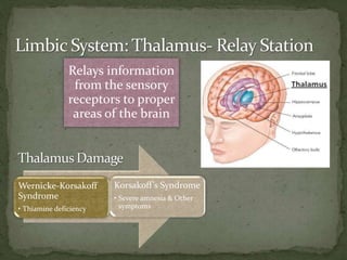 Relays information
from the sensory
receptors to proper
areas of the brain
Wernicke-Korsakoff
Syndrome
• Thiamine deficiency
Korsakoff’s Syndrome
• Severe amnesia & Other
symptoms
 