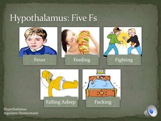 Fever Feeding Fighting
Falling Asleep Fucking
Hypothalamus
regulates Homeostasis
 