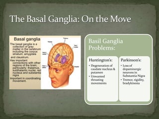 Basil Ganglia
Problems:
Huntington’s:
• Degeneration of
caudate nucleus &
putamen
• Unwanted
thrusting
movements
Parkinson’s:
• Loss of
dopaminergic
neurons in
Substantia Nigra
• Tremor, rigidity,
bradykinesia
 