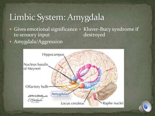  Gives emotional significance
to sensory input
 Amygdala/Aggression
 Kluver-Bucy syndrome if
destroyed
 