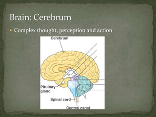  Complex thought, perception and action
 