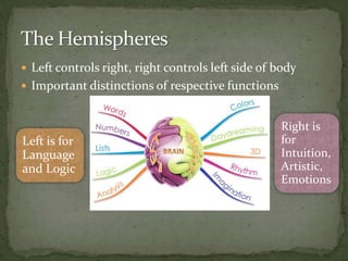  Left controls right, right controls left side of body
 Important distinctions of respective functions
Right is
for
Intuition,
Artistic,
Emotions
Left is for
Language
and Logic
 