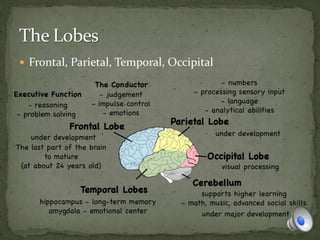  Frontal, Parietal, Temporal, Occipital
 