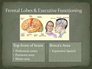Top front of brain
• Prefrontal cortex
• Premotor area
• Motor area
Broca’s Area
• Expressive Speech
 