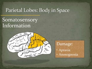 Somatosensory
Information
Damage:
• Apraxia
• Anosognosia
 