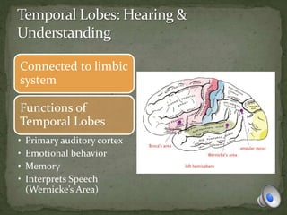 Connected to limbic
system
Functions of
Temporal Lobes
• Primary auditory cortex
• Emotional behavior
• Memory
• Interprets Speech
(Wernicke’s Area)
 
