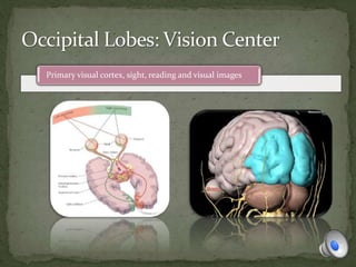 Primary visual cortex, sight, reading and visual images
 