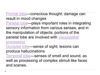 Frontal lobe—conscious thought; damage can result in mood changesParietal lobe—plays important roles in integrating sensory information from various senses, and in the manipulation of objects; portions of the parietal lobe are involved with visuospatial processingOccipital lobe—sense of sight; lesions can produce hallucinationsTemporal lobe—senses of smell and sound, as well as processing of complex stimuli like faces and scenes.