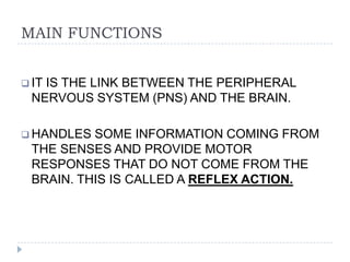 MAIN FUNCTIONSIT IS THE LINK BETWEEN THE PERIPHERAL NERVOUS SYSTEM (PNS) AND THE BRAIN.