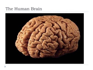 The Human Brain