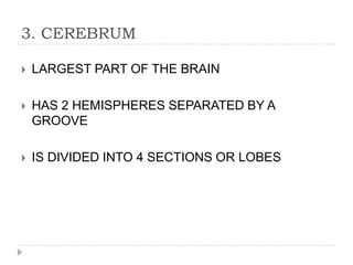 3. CEREBRUMLARGEST PART OF THE BRAINHAS 2 HEMISPHERES SEPARATED BY A GROOVEIS DIVIDED INTO 4 SECTIONS OR LOBES