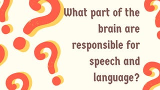 What part of the
brain are
responsible for
speech and
language?
 