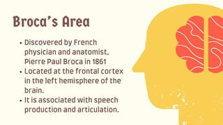 DiscoveredbyFrench
physicianandanatomist,
PierrePaulBrocain1861
Locatedatthefrontalcortex
inthelefthemisphereofthe
brain.
Itisassociatedwithspeech
productionandarticulation.
Broca’s Area
 