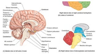 gross anatomy of The Brain (Dr Anani) ANA 311.pptx