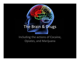 The Brain & Drugs 

Including the actions of Cocaine, 
     Opiates, and Marijuana 
 