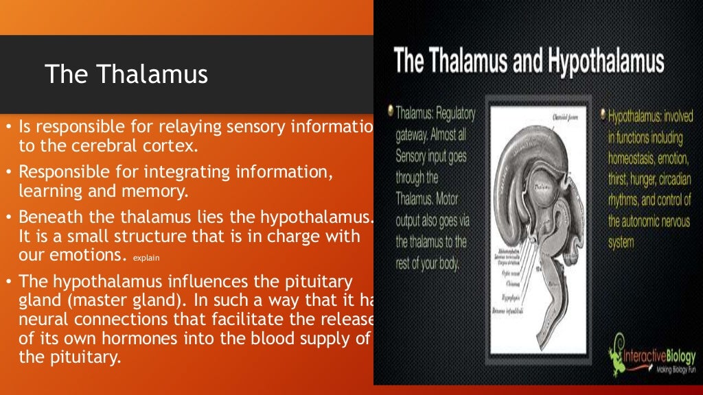 The Brain Summary Facilitating Human Learning