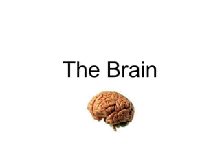 The Brain
 