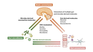 The Brain-Gut-Microbiota Axis: A New Frontier in Neuroscience and ...