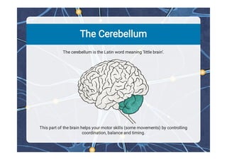 Comprehensive Overview of Human Brain Structure and Functions | PDF