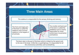 Comprehensive Overview of Human Brain Structure and Functions | PDF