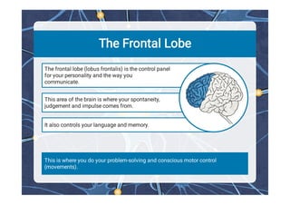 Comprehensive Overview of Human Brain Structure and Functions | PDF